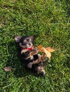 Chiots chihuahuas poil long et court - Photo 6