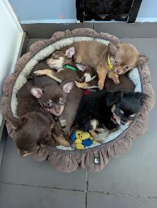Chiots chihuahuas poil long et court - Photo 7