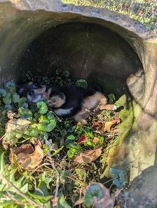 Chiots chihuahuas poil long et court - Photo 8