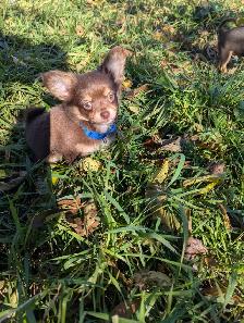 Chiots chihuahuas poil long et court - Photo 9