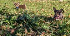 Chiots chihuahuas poil long et court - Photo 10
