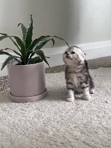 Scottish fold kittens - Photo 3