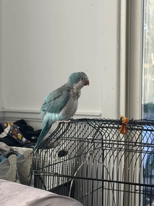 Blue Quaker baby 3 and half months old
