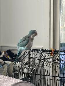 Blue Quaker baby 3 and half months old