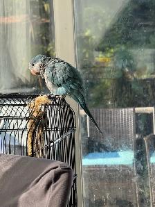 Blue Quaker baby 3 and half months old - Photo 2