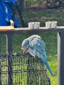 Blue Quaker baby 3 and half months old - Photo 3