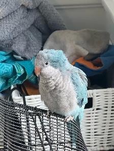Blue Quaker baby 3 and half months old - Photo 4
