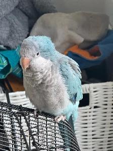 Blue Quaker baby 3 and half months old - Photo 5