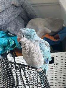 Blue Quaker baby 3 and half months old - Photo 6