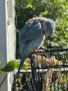 Blue Quaker baby 3 and half months old - Photo 8