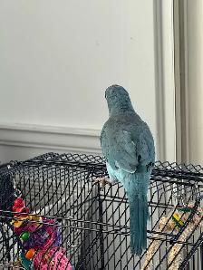 Blue Quaker baby 3 and half months old - Photo 9