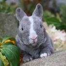 lapin mini-rex (hypoallergène)