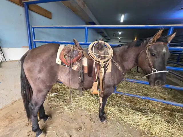 Quarter Horse