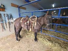 Quarter Horse - Photo 2
