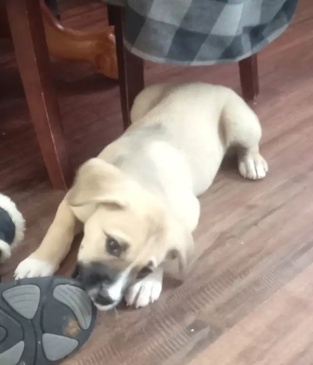 Lab mix puppies