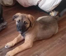 Lab mix puppies - Photo 2