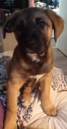 Lab mix puppies - Photo 3