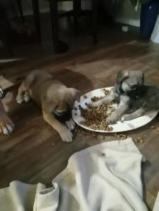 Lab mix puppies - Photo 4