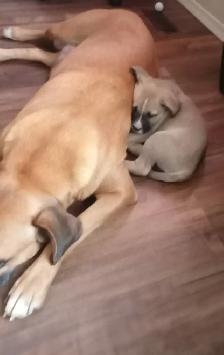 Lab mix puppies - Photo 5