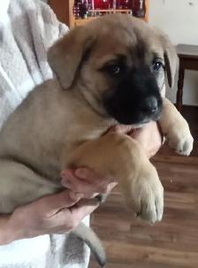 Lab mix puppies - Photo 6