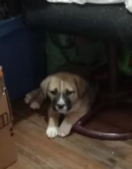 Lab mix puppies - Photo 7