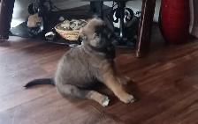 Lab mix puppies - Photo 8
