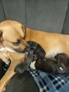 Lab mix puppies - Photo 9