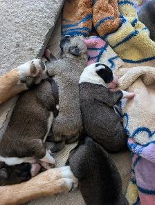 Lab mix puppies - Photo 10