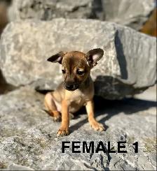 Chihuahua Terrier Puppies Available For Adoption