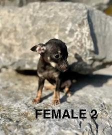 Chihuahua Terrier Puppies Available For Adoption - Photo 2