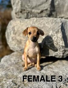 Chihuahua Terrier Puppies Available For Adoption - Photo 3