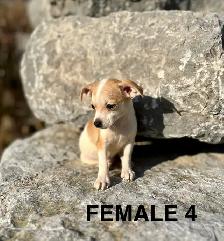 Chihuahua Terrier Puppies Available For Adoption - Photo 4