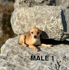 Chihuahua Terrier Puppies Available For Adoption - Photo 5