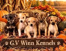 Chihuahua Terrier Puppies Available For Adoption - Photo 6