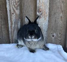 Netherland dwarf male