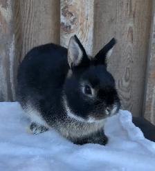 Netherland dwarf male - Photo 2