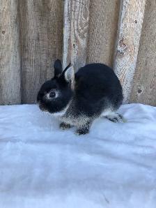 Netherland dwarf male - Photo 3
