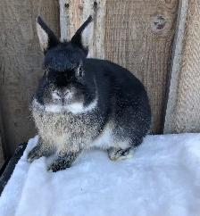 Netherland dwarf male - Photo 4