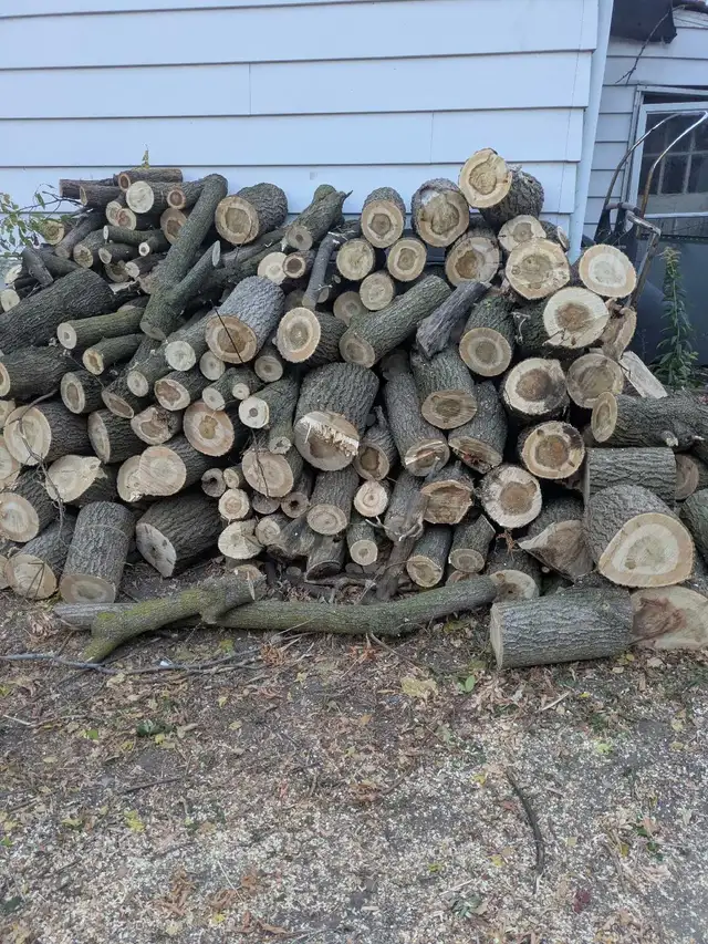 Free Firewood Near Yorkdale