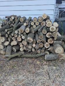 Free Firewood Near Yorkdale
