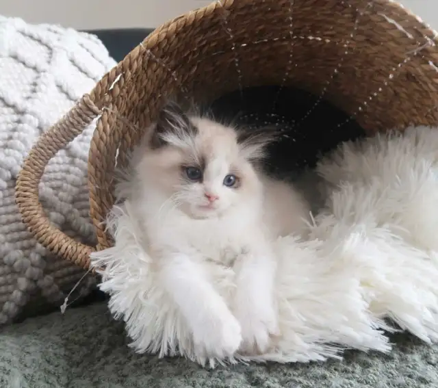 ragdoll  kittens