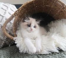 ragdoll  kittens