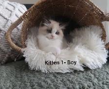 ragdoll  kittens - Photo 2