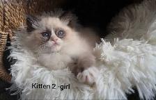 ragdoll  kittens - Photo 3