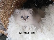 ragdoll  kittens - Photo 4