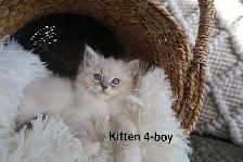 ragdoll  kittens - Photo 5