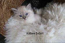 ragdoll  kittens - Photo 6