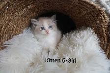 ragdoll  kittens - Photo 7