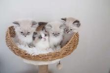 ragdoll  kittens - Photo 8