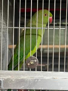 Perruche a collier - Photo 2